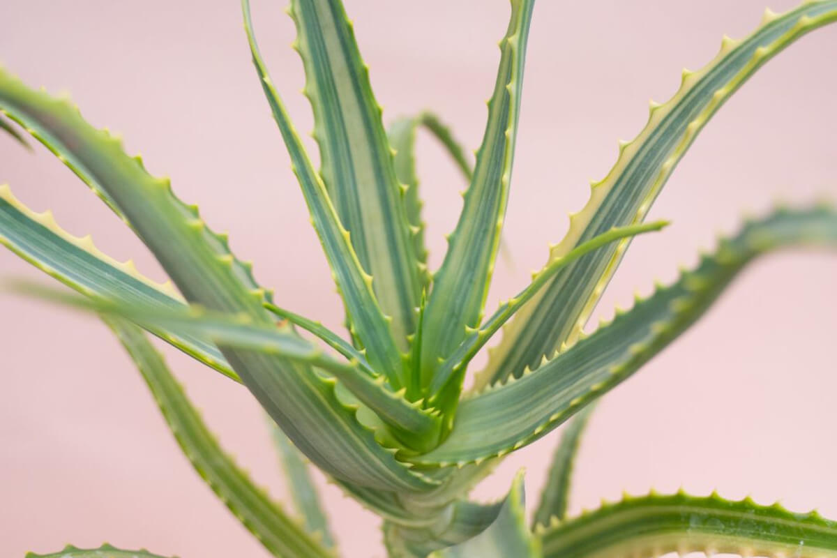 Aloe arborescens variegata