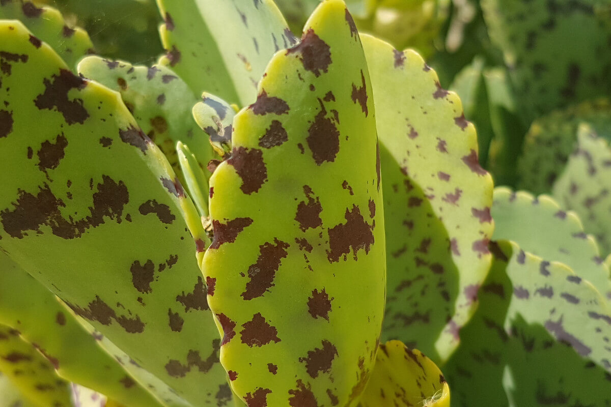 Kalanchoe marmorata Kalanchoe marmorata