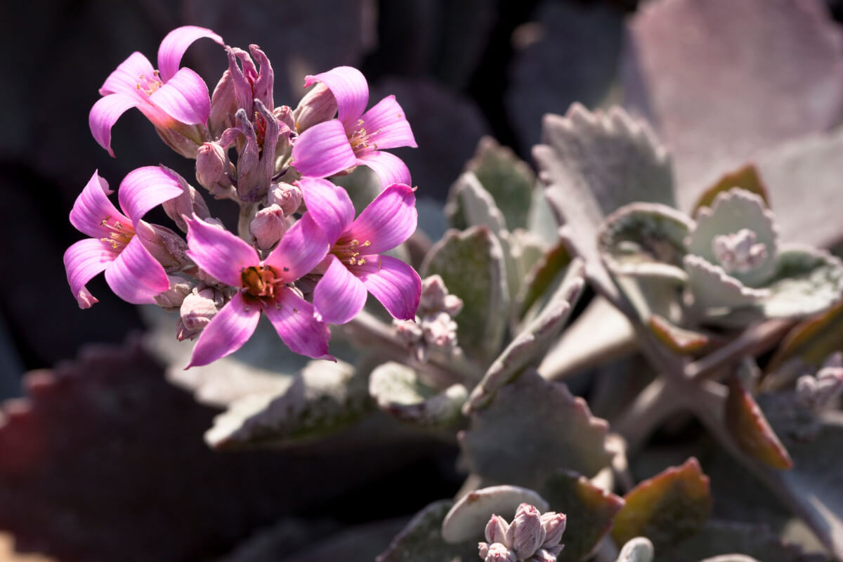 Kalanchoe pumila