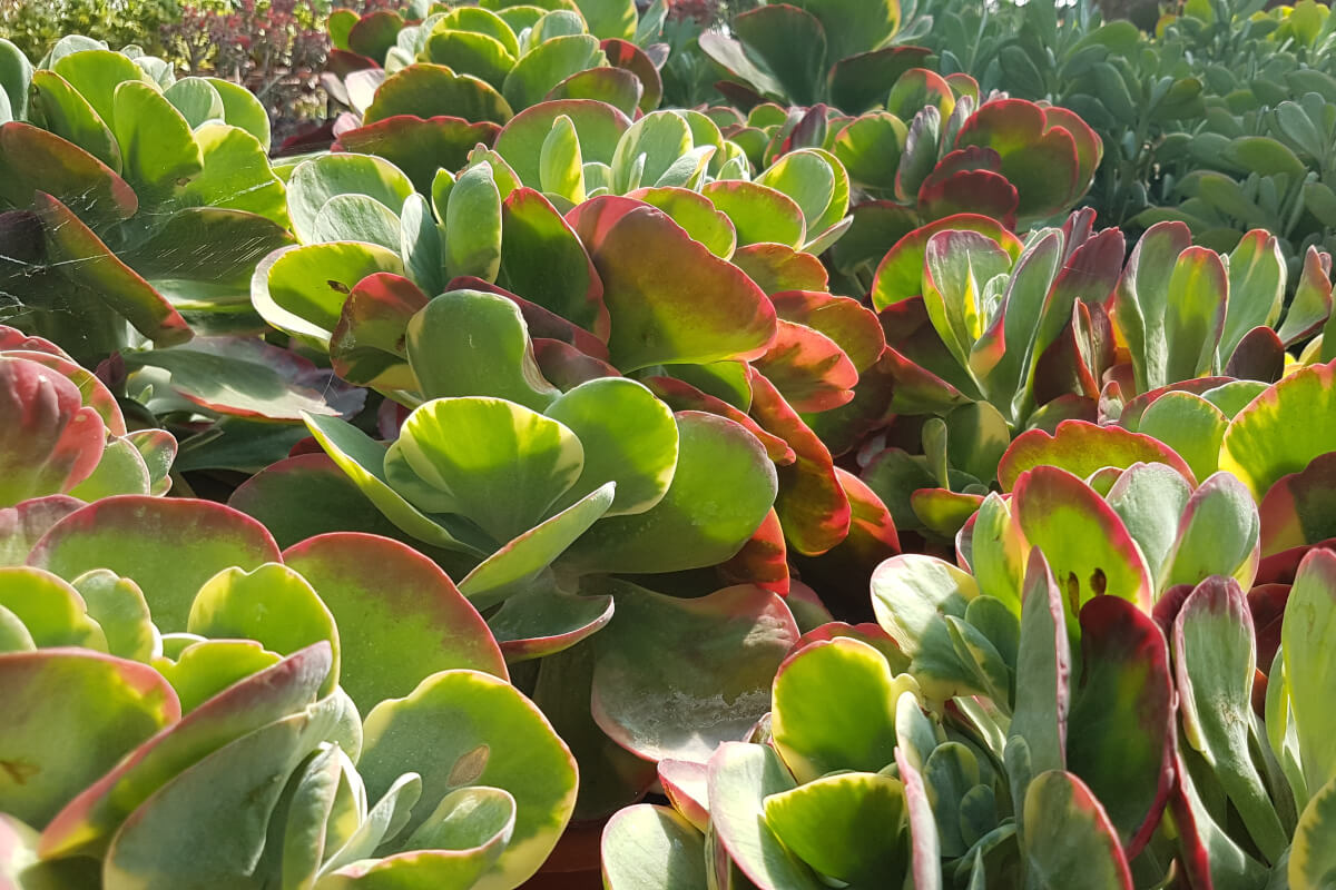 Kalanchoe thyrsiflora variegata