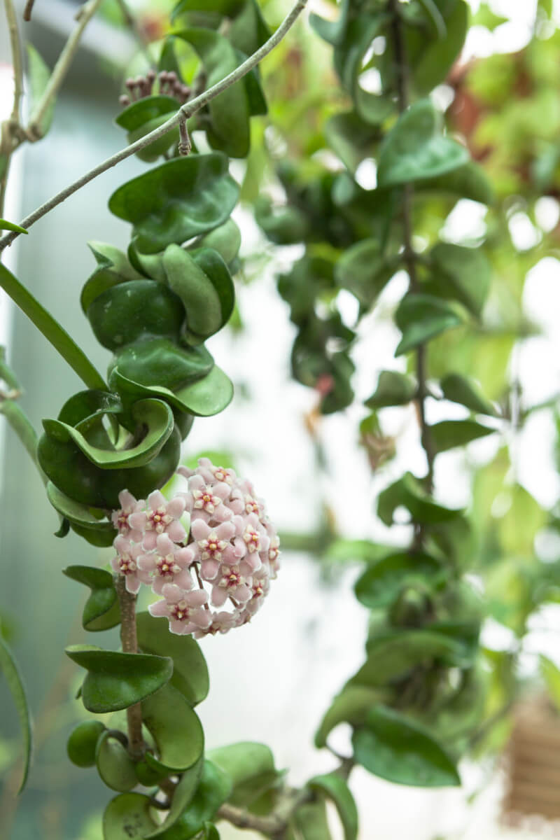 Hoya carnosa