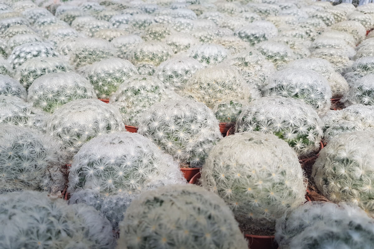 Mammillaria plumosa Mammillaria plumosa