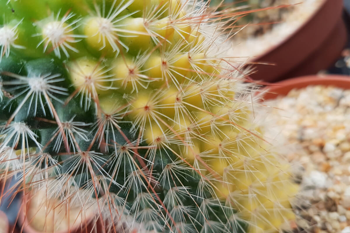 Mammillaria spinosissima variegata Mammillaria spinosissima variegata