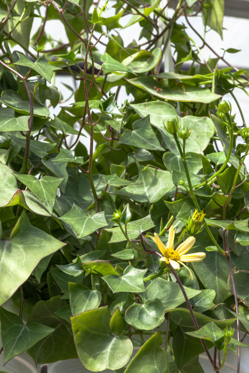 Senecio macroglossus