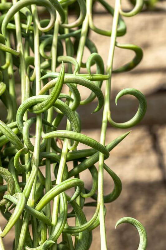 Senecio radicans