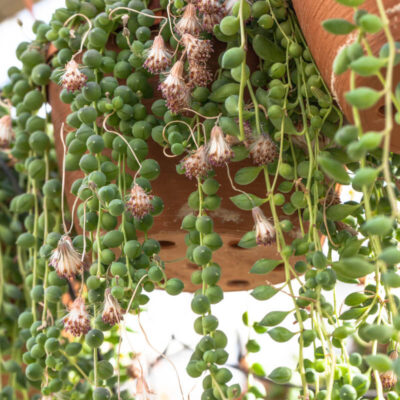Senecio rowleyanus