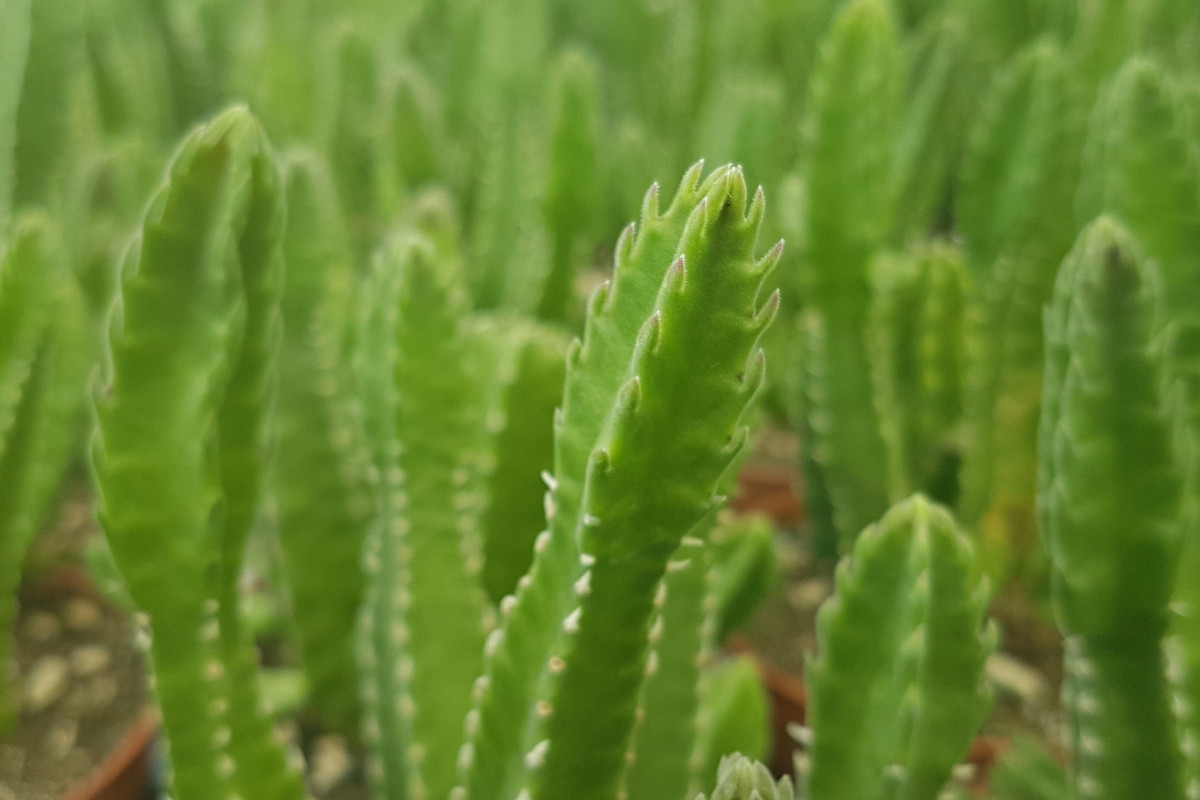 Stapelia hirsuta Stapelia hirsuta
