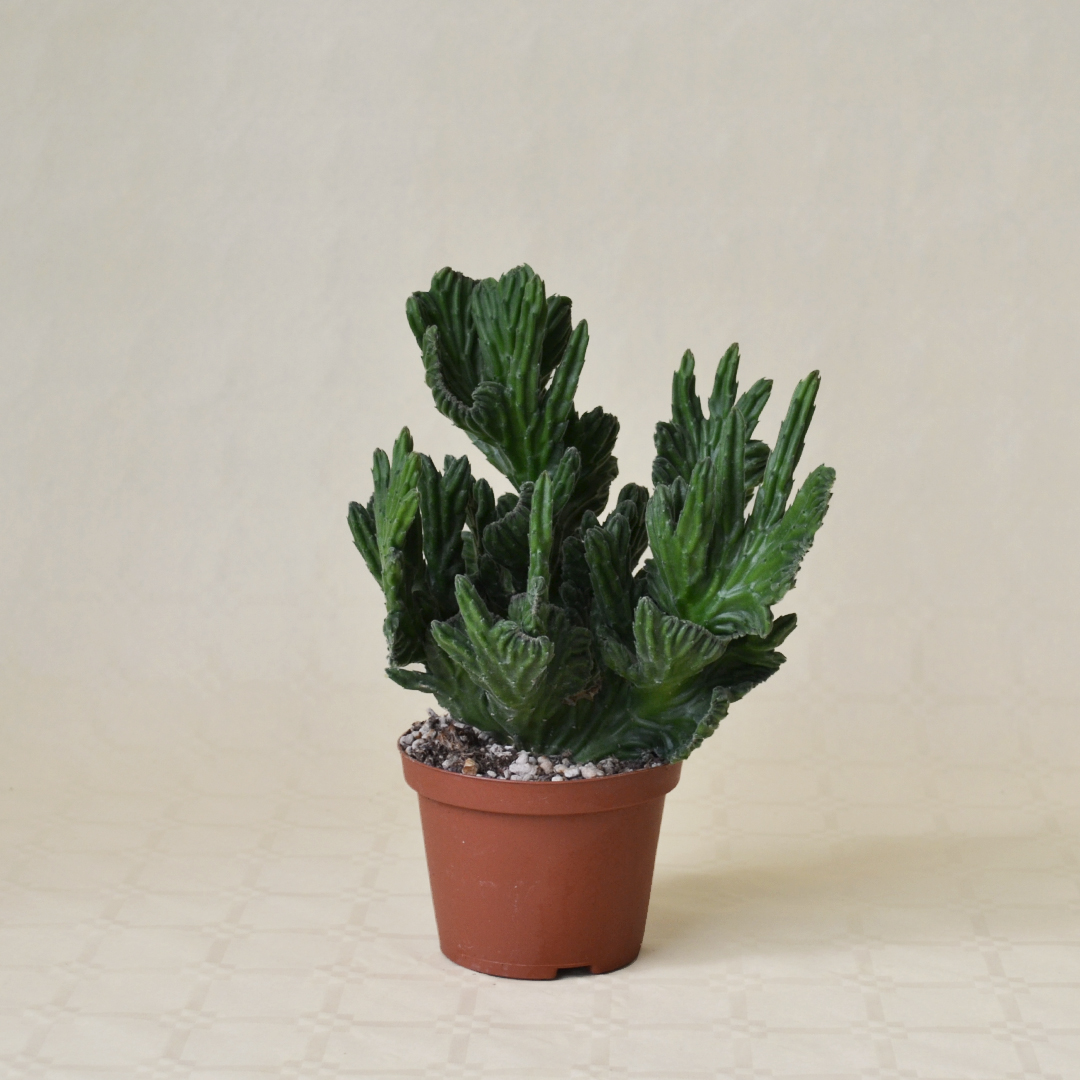 Stapelia leendertziae crestata Stapelia leendertziae crestata