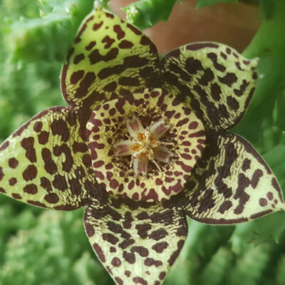 Stapelia variegata