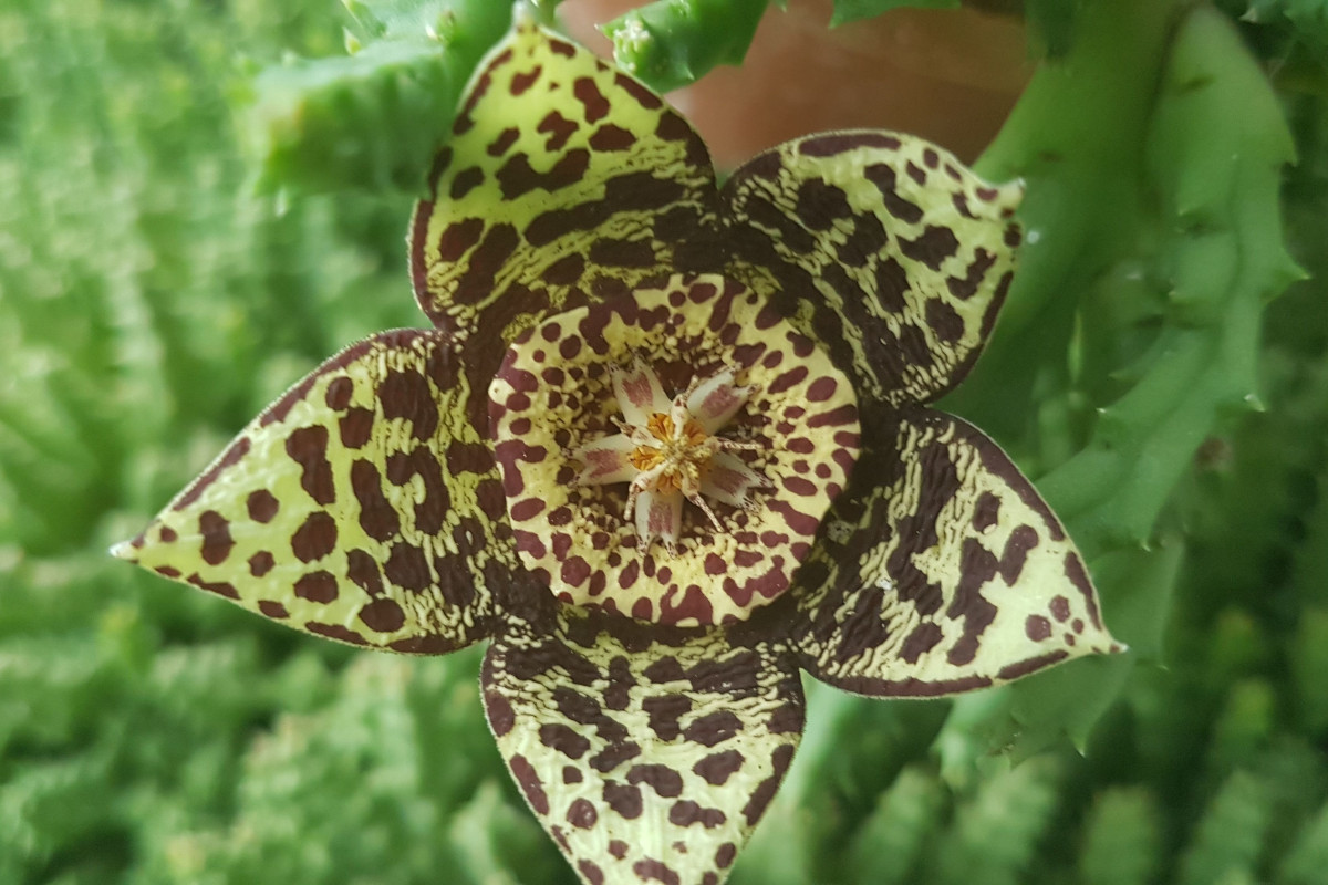 Stapelia variegata Stapelia variegata