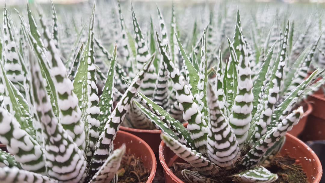 Haworthia fasciata alba Haworthia fasciata alba