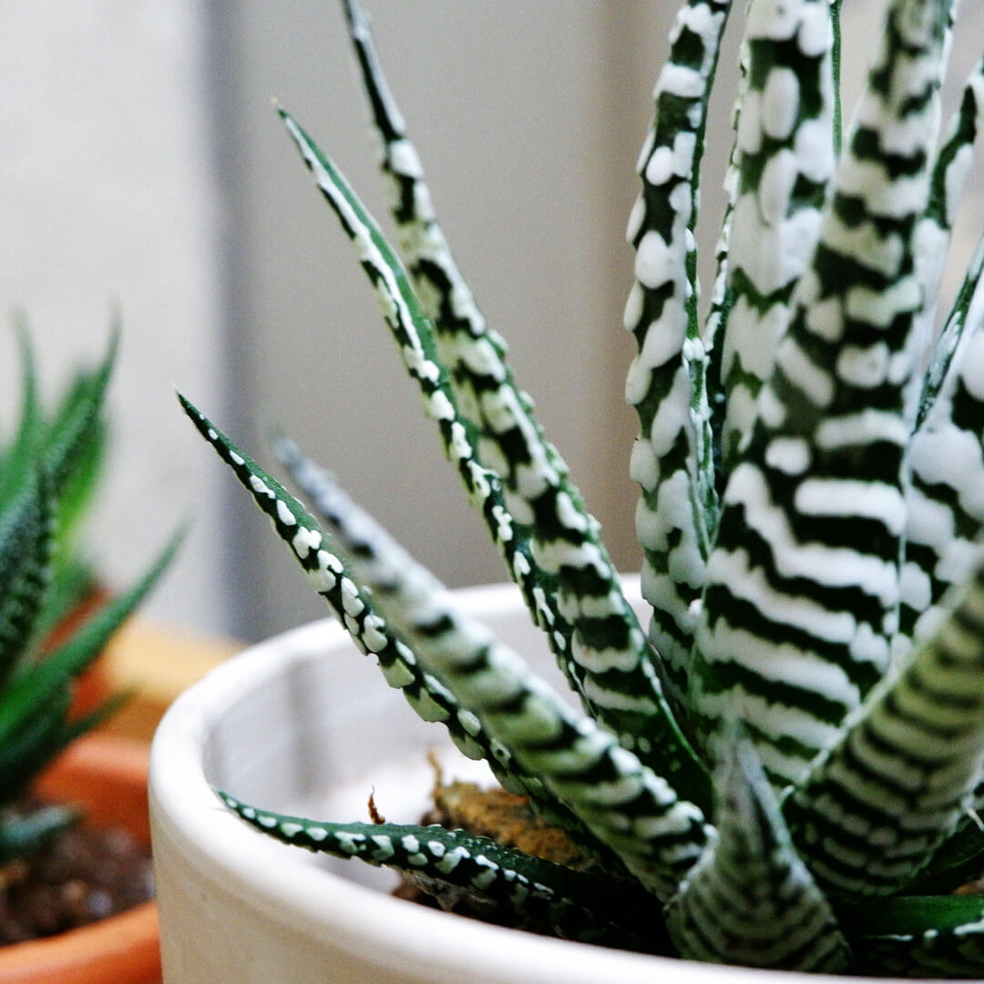 Haworthia fasciata 'Big Band' Haworthia fasciata 'Big Band'
