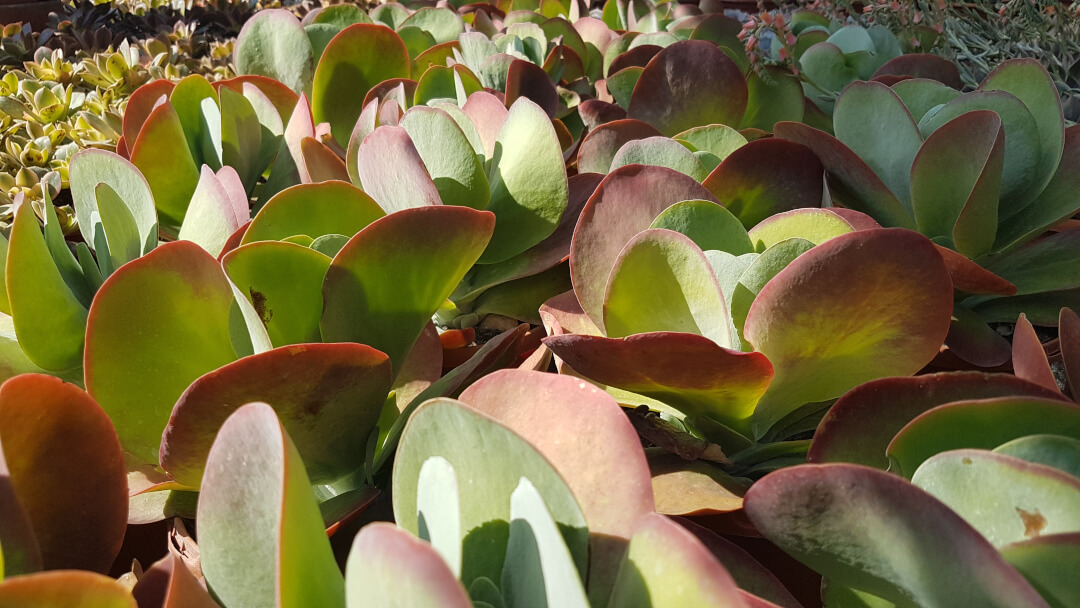 Kalanchoe thyrsiflora Kalanchoe thyrsiflora