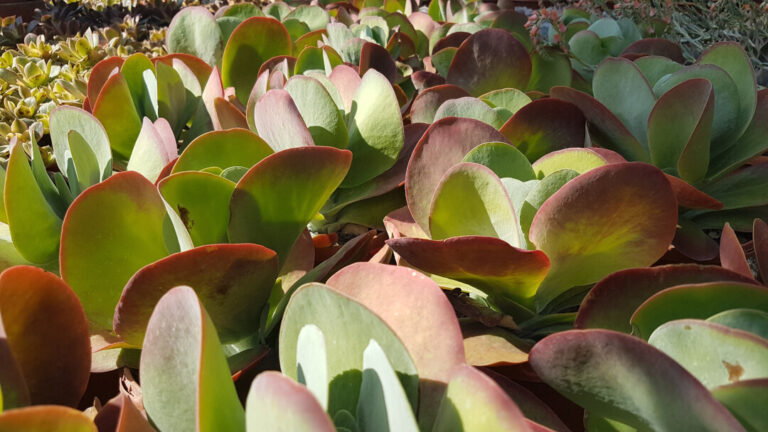 Kalanchoe thyrsiflora