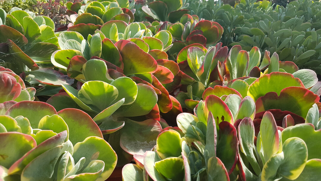 Kalanchoe thyrsiflora variegata Kalanchoe thyrsiflora variegata