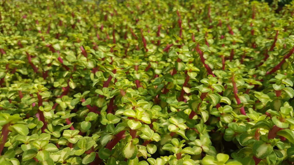 Portulacaria afra folis variegata