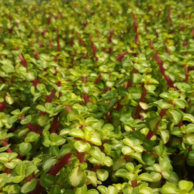 Portulacaria afra folis variegata