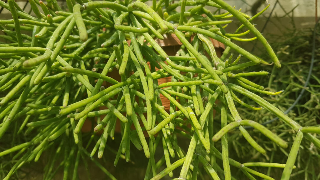 Rhipsalis grandiflora