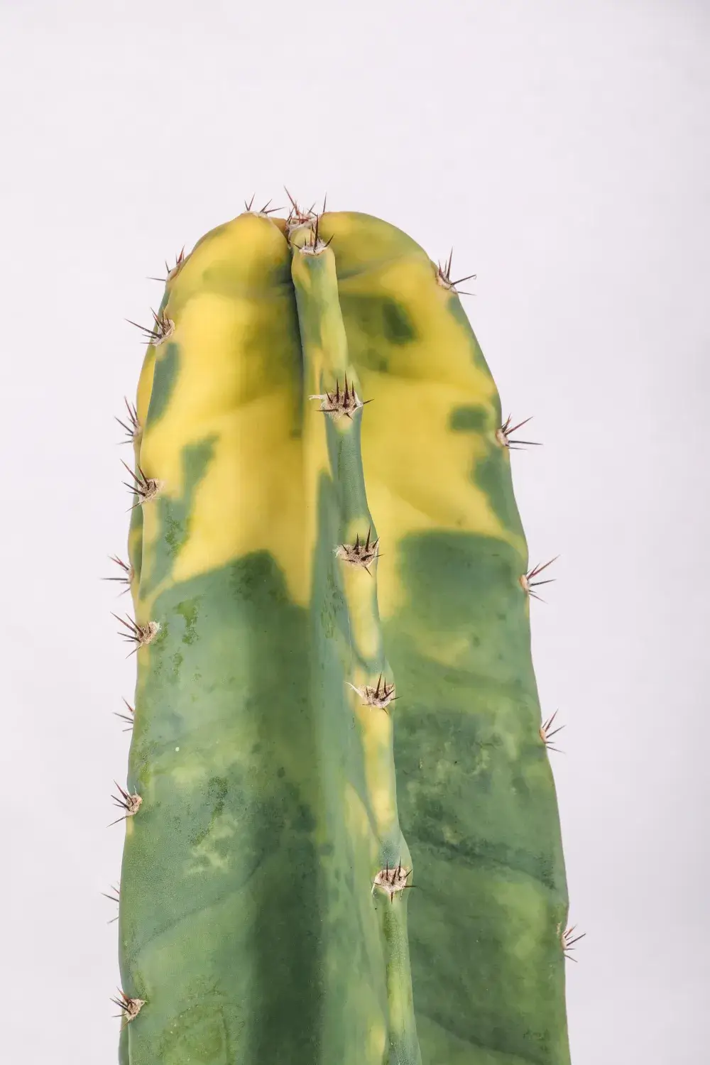 Cereus hildmannianus variegato “Bruno” Cereus hildmannianus variegato “Bruno”