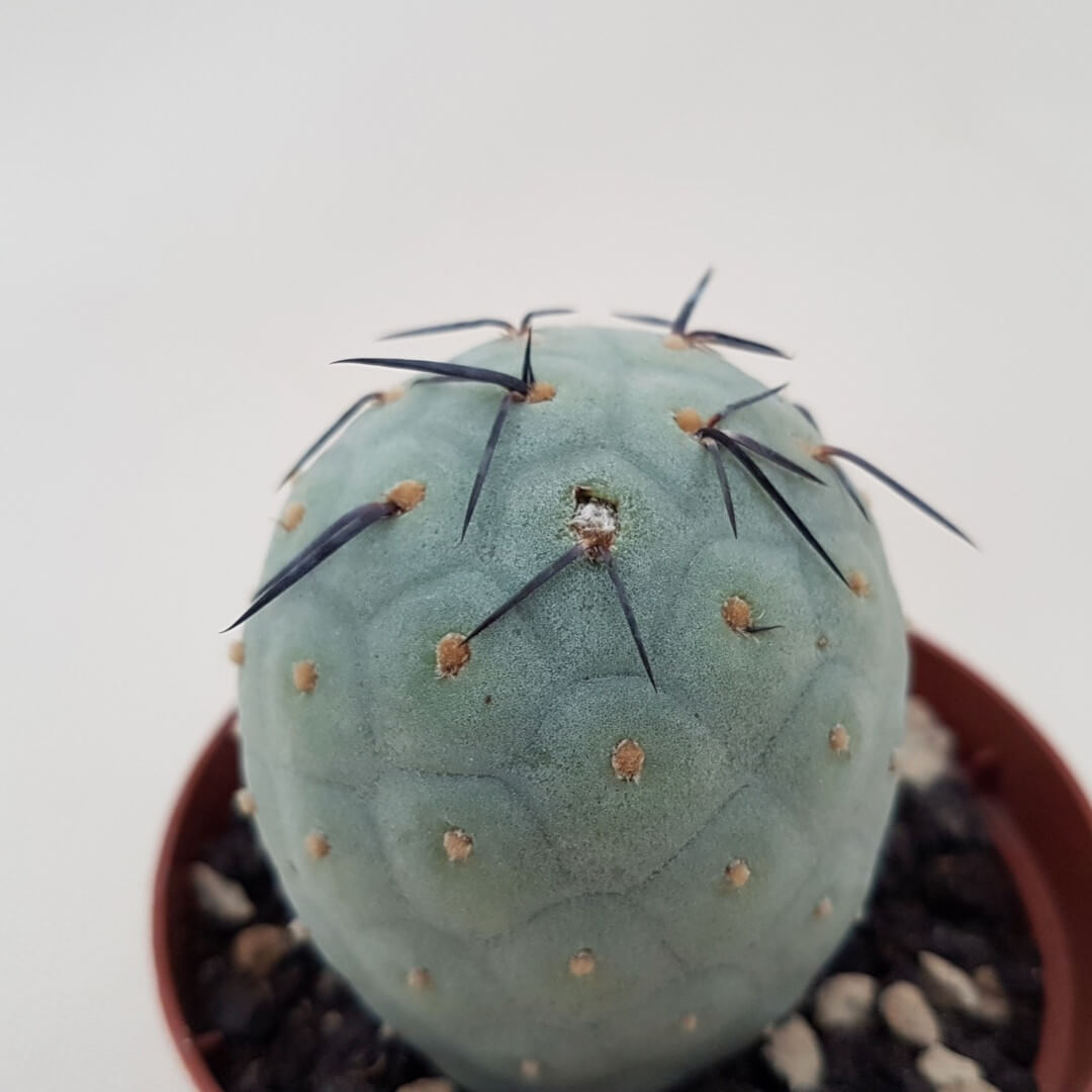 Tephrocactus geometricus Tephrocactus geometricus