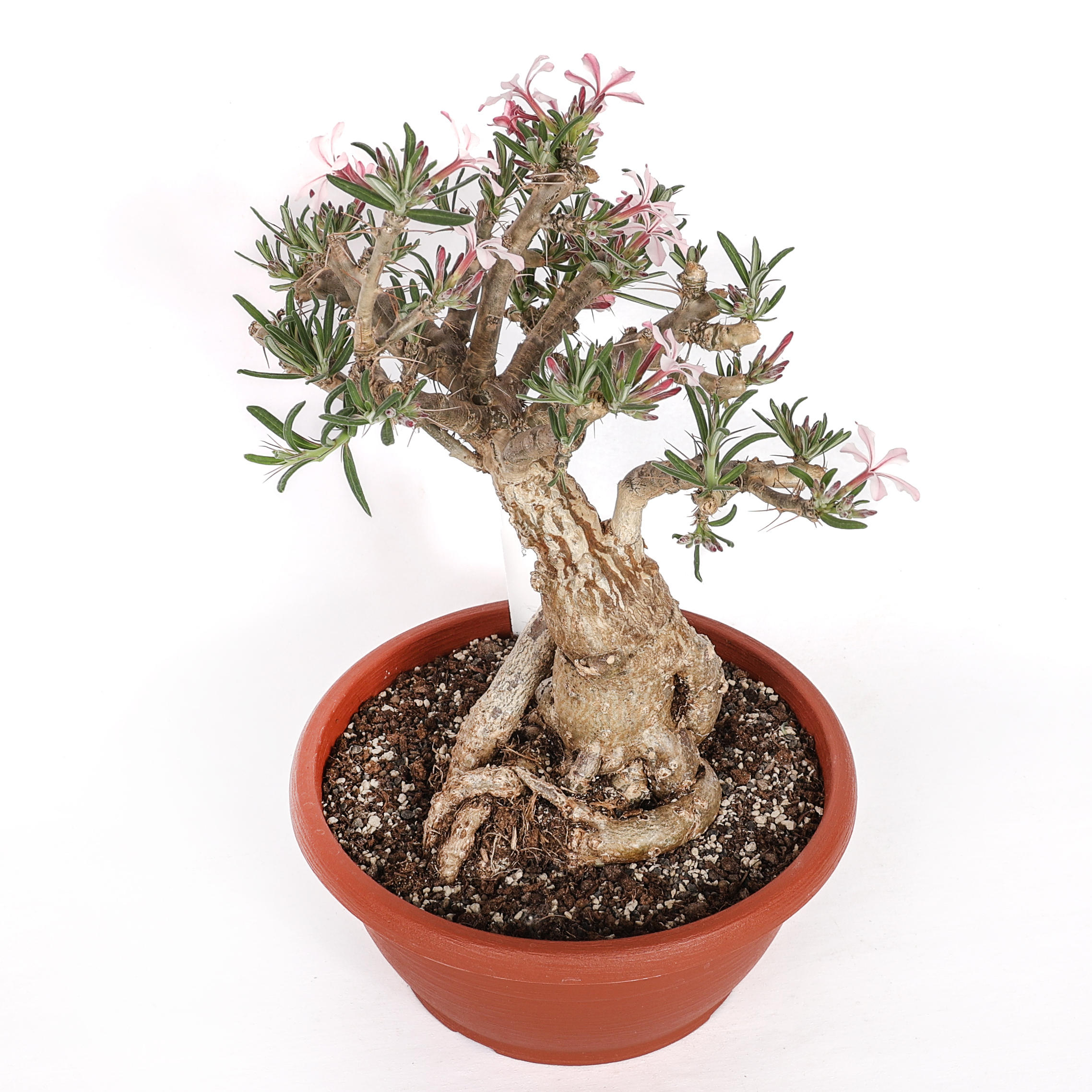 Pachypodium succulentum Ø 25 cm - immagine 4