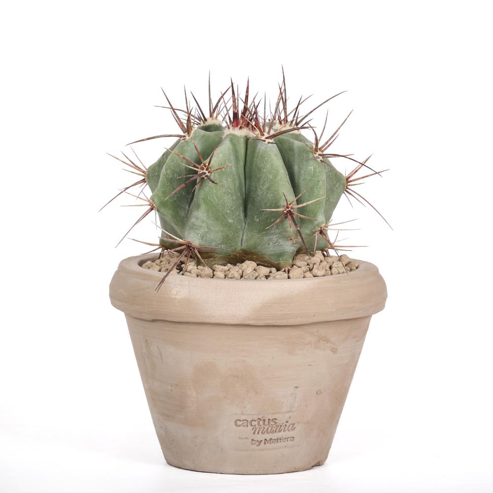 Echinocactus ingens Ø 14