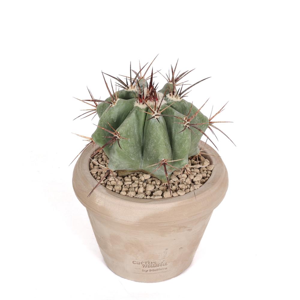 Echinocactus ingens Ø 14