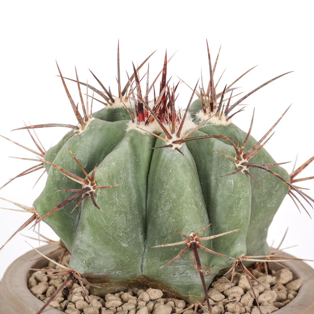 Echinocactus ingens Ø 14