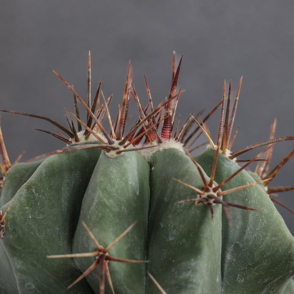 Echinocactus ingens Ø 14