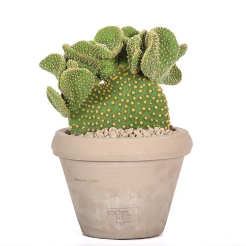 Opuntia microdasys Ø 14