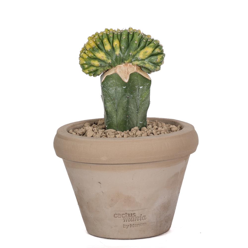 Trichocereus pachanoi f. crestata variegata Ø 14