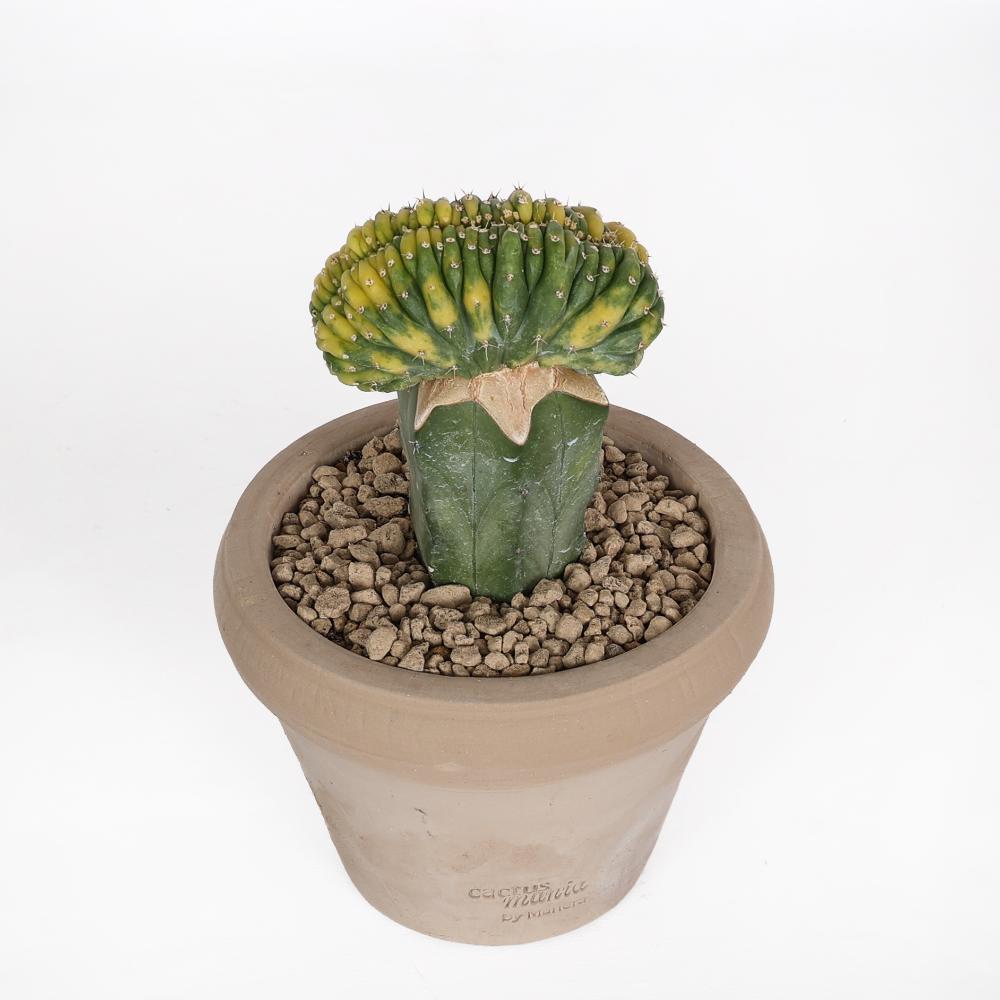 Trichocereus pachanoi f. crestata variegata Ø 14