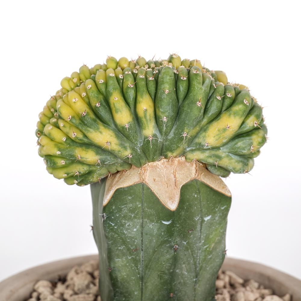 Trichocereus pachanoi f. crestata variegata Ø 14
