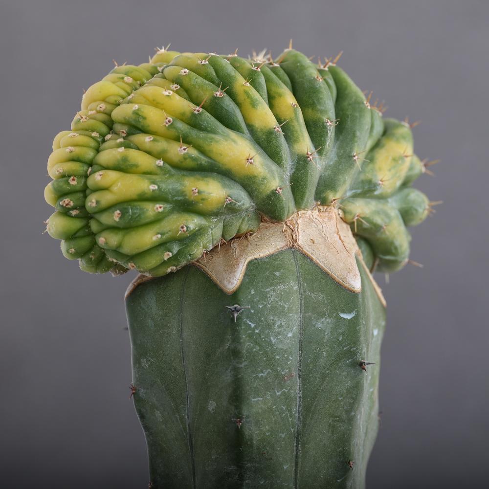Trichocereus pachanoi f. crestata variegata Ø 14