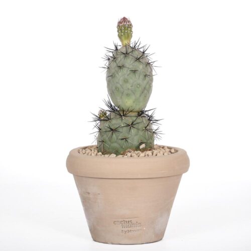 Tephrocactus geometricus 'Pink' 'Diablo' Ø 14