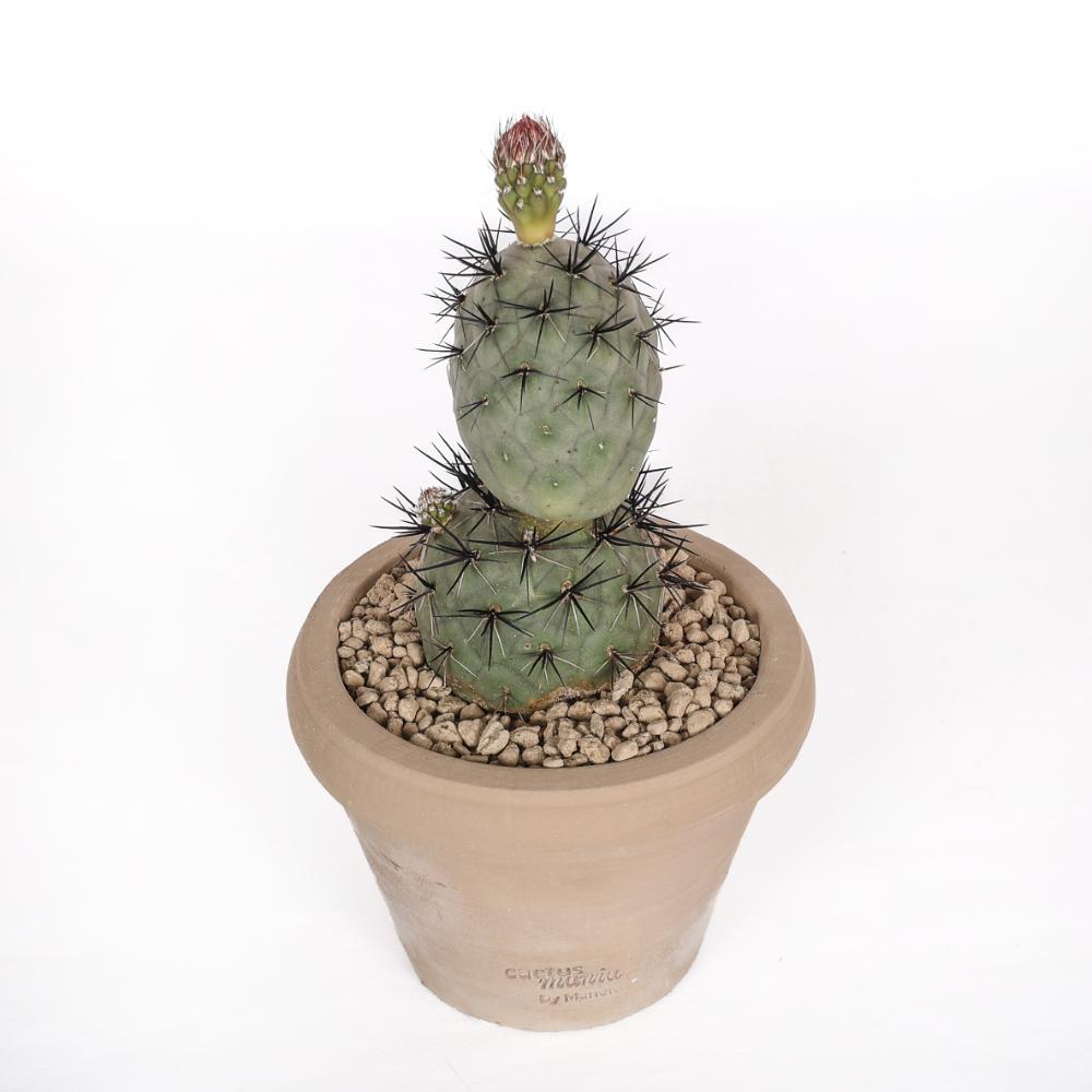 Tephrocactus geometricus 'Pink' 'Diablo' Ø 14