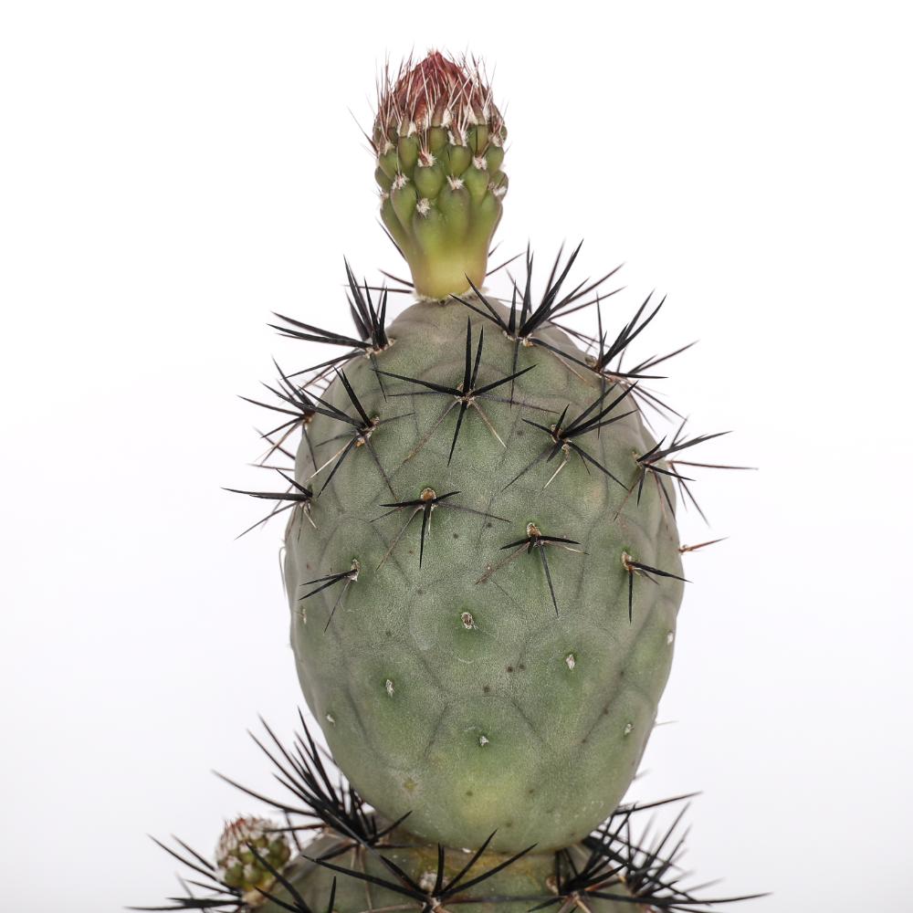 Tephrocactus geometricus 'Pink' 'Diablo' Ø 14