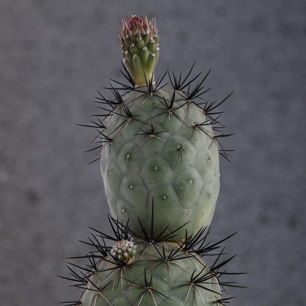 Tephrocactus geometricus 'Pink' 'Diablo' Ø 14