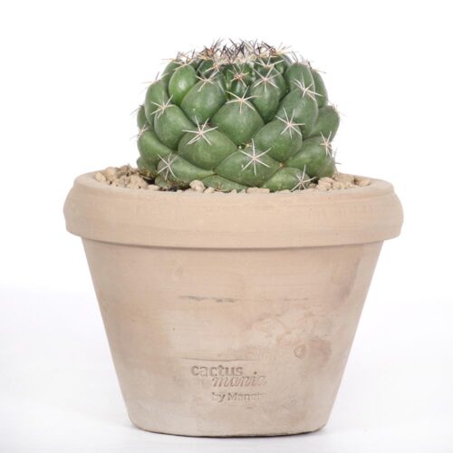Coryphantha maiz-tablasensis Ø 14