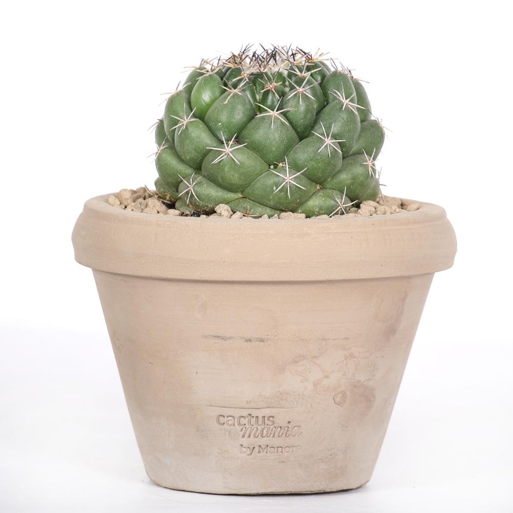Coryphantha maiz-tablasensis Ø 14