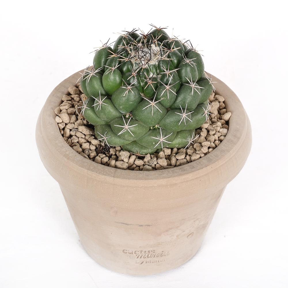 Coryphantha maiz-tablasensis Ø 14