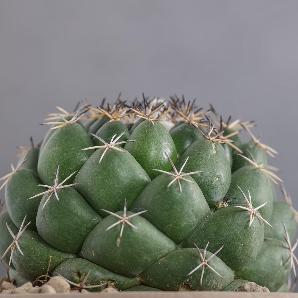 Coryphantha maiz-tablasensis Ø 14