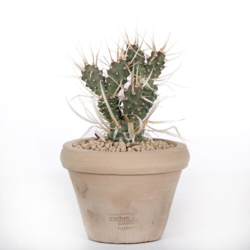 Tephrocactus articulatus papyracanthus Ø 14