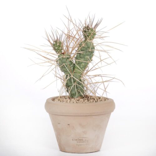 Tephrocactus aoracanthus Ø 14