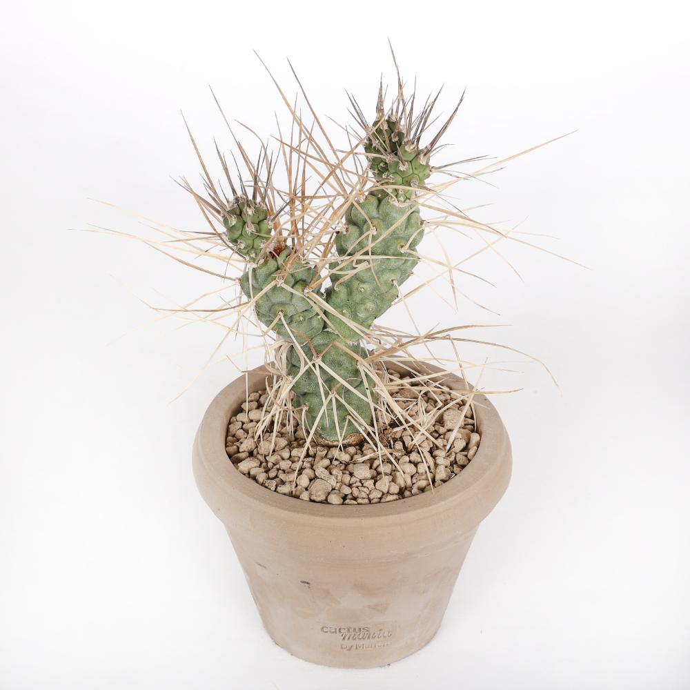 Tephrocactus aoracanthus Ø 14