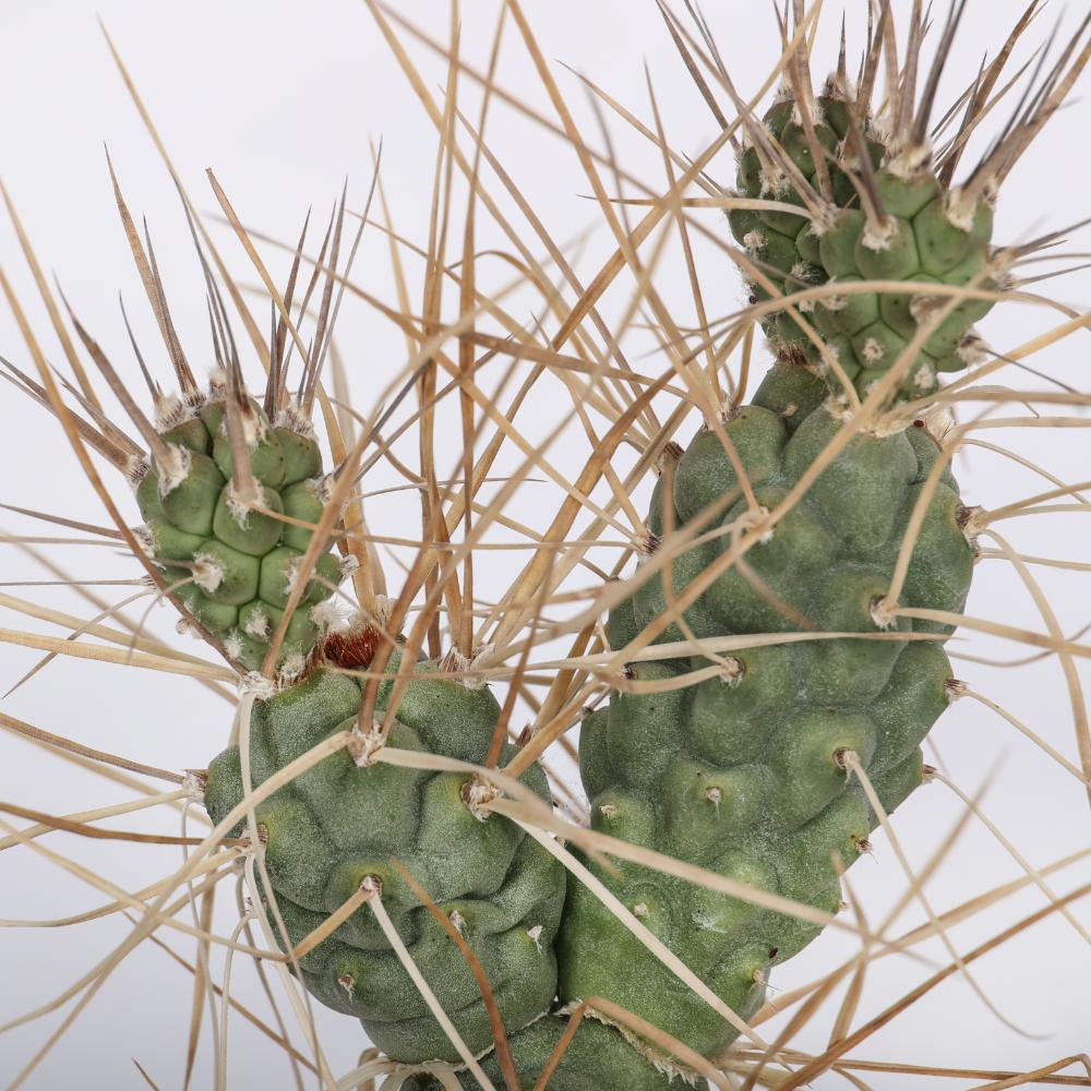 Tephrocactus aoracanthus Ø 14