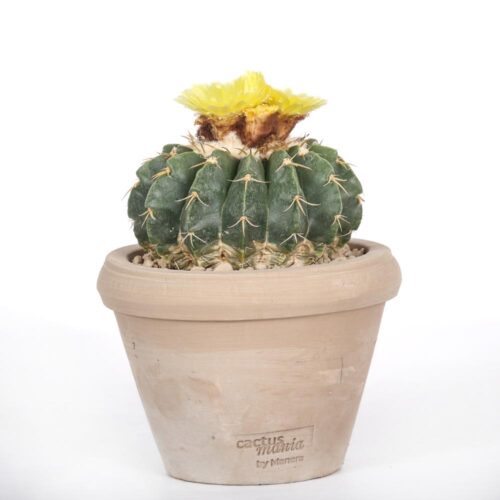 Notocactus erinaceus Ø 14