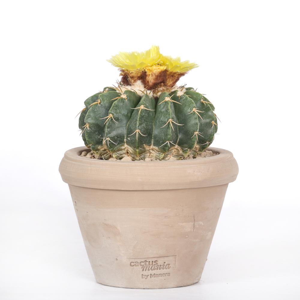 Notocactus erinaceus Ø 14