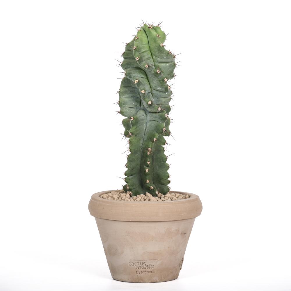 Cereus forbesii spiralis Ø 14