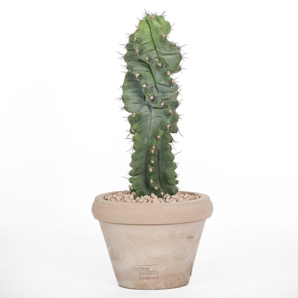 Cereus forbesii spiralis Ø 14